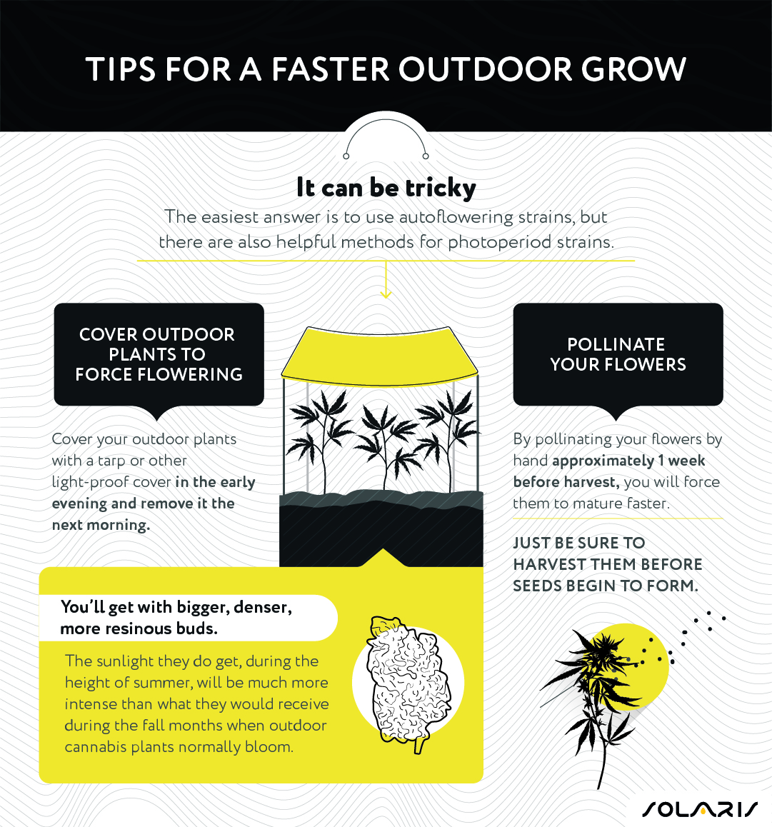 Tips for a faster outdoor grow