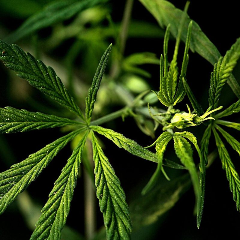 LED vs HPS Grow Lights in a Cannabis Greenhouse