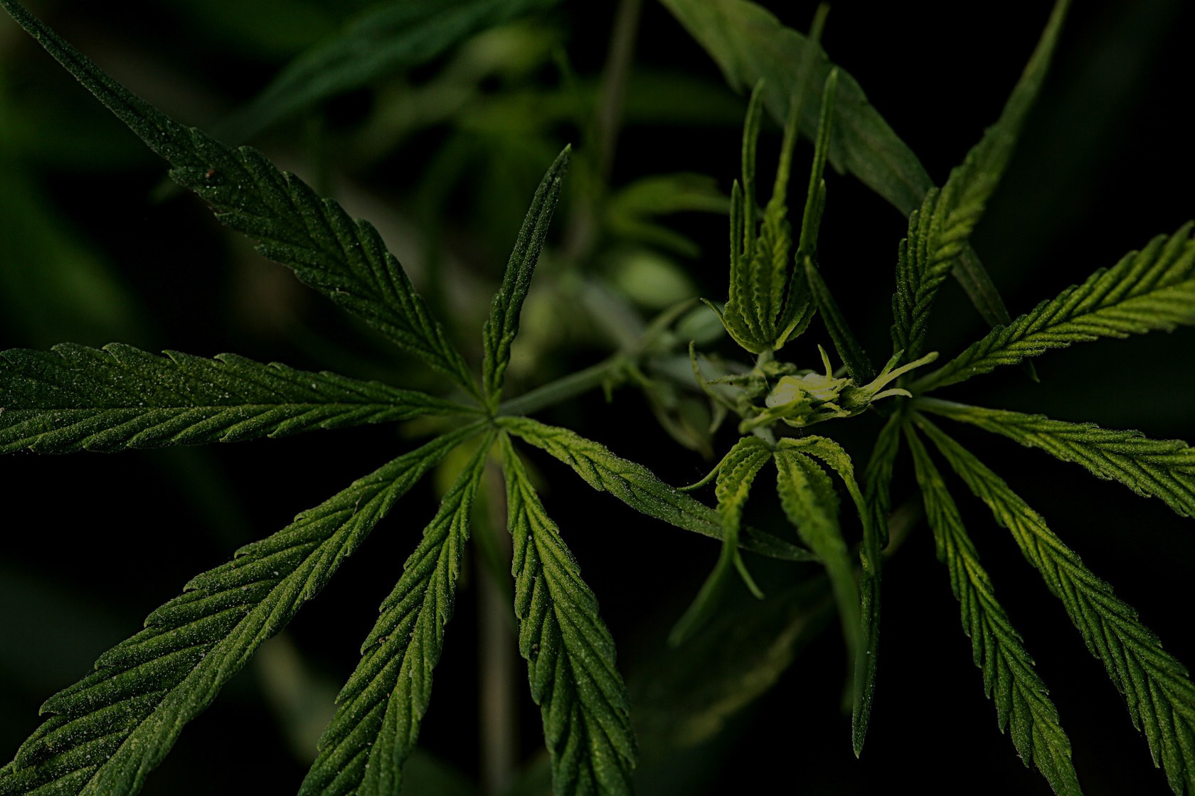 LED vs HPS Grow Lights in a Cannabis Greenhouse