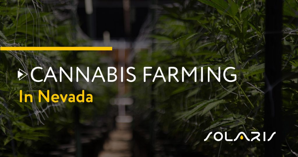 Cannabis Farming in Nevada