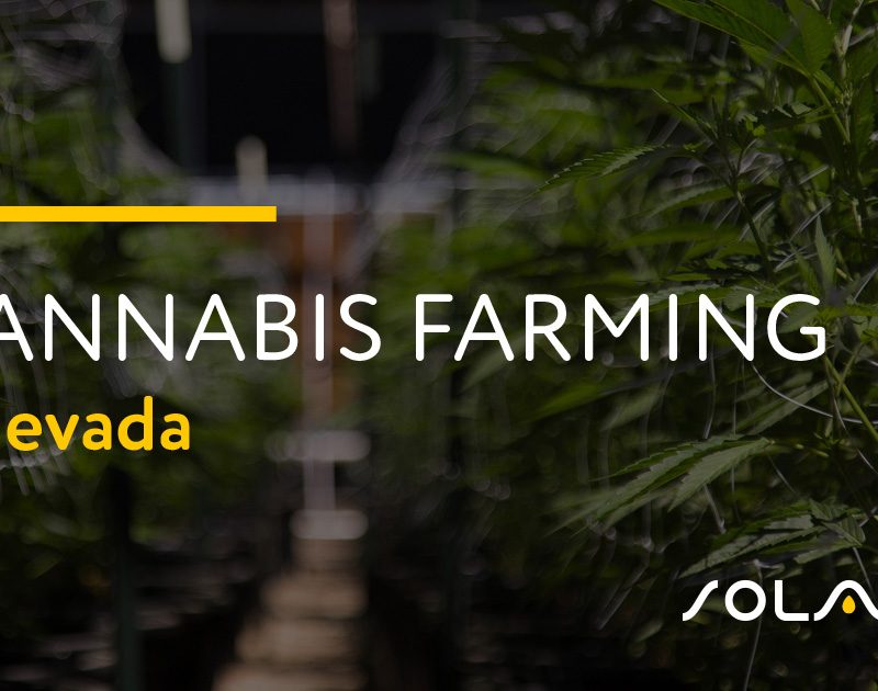 Cannabis Farming in Nevada