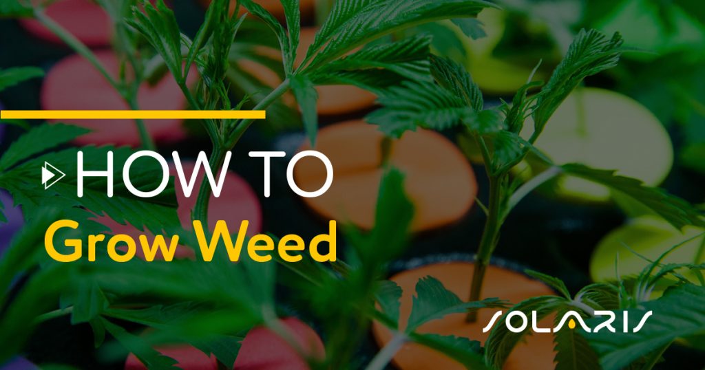 How to Grow Weed