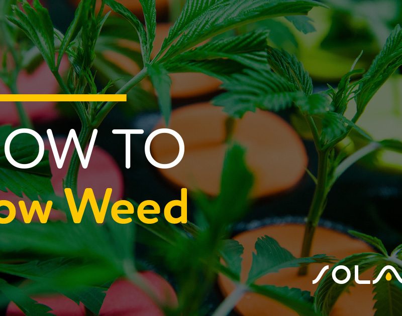 How to Grow Weed