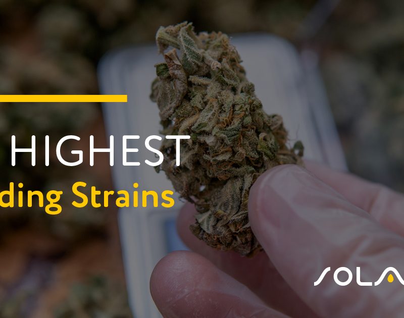 Highest Yielding Strains