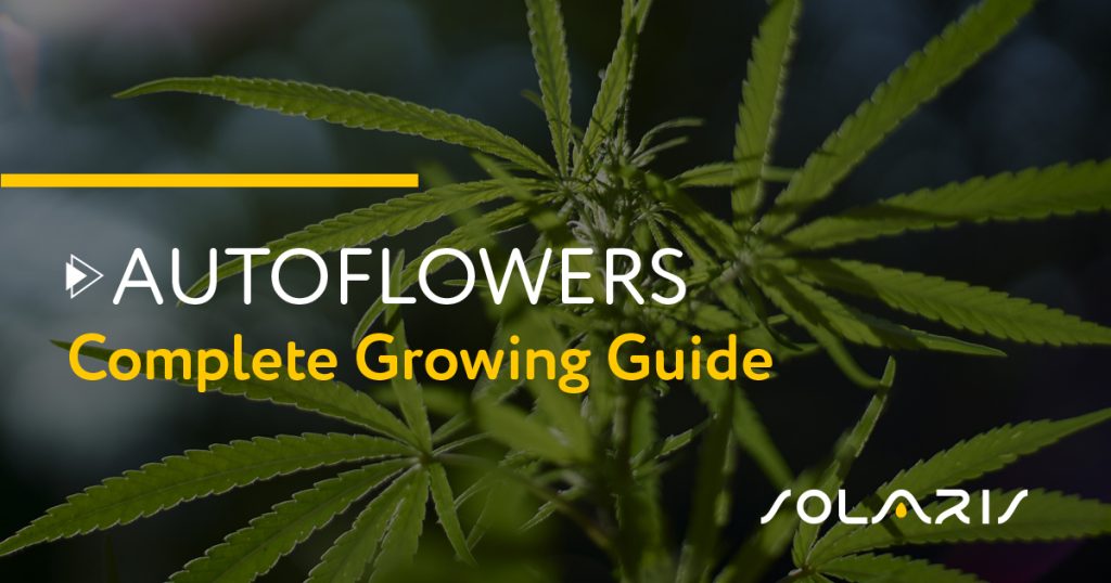 Autoflowers: Complete Growing Guide