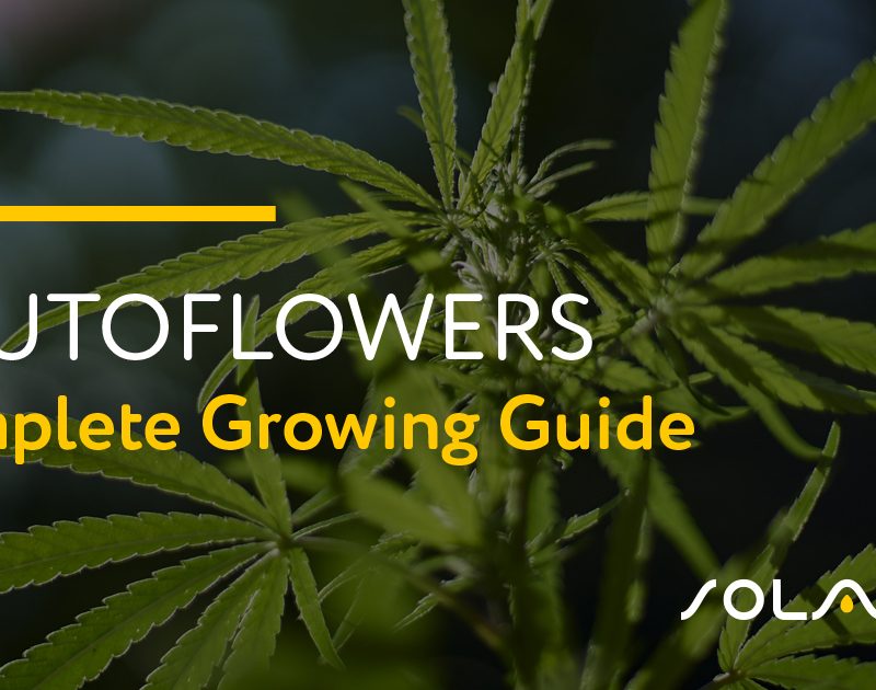 Autoflowers: Complete Growing Guide