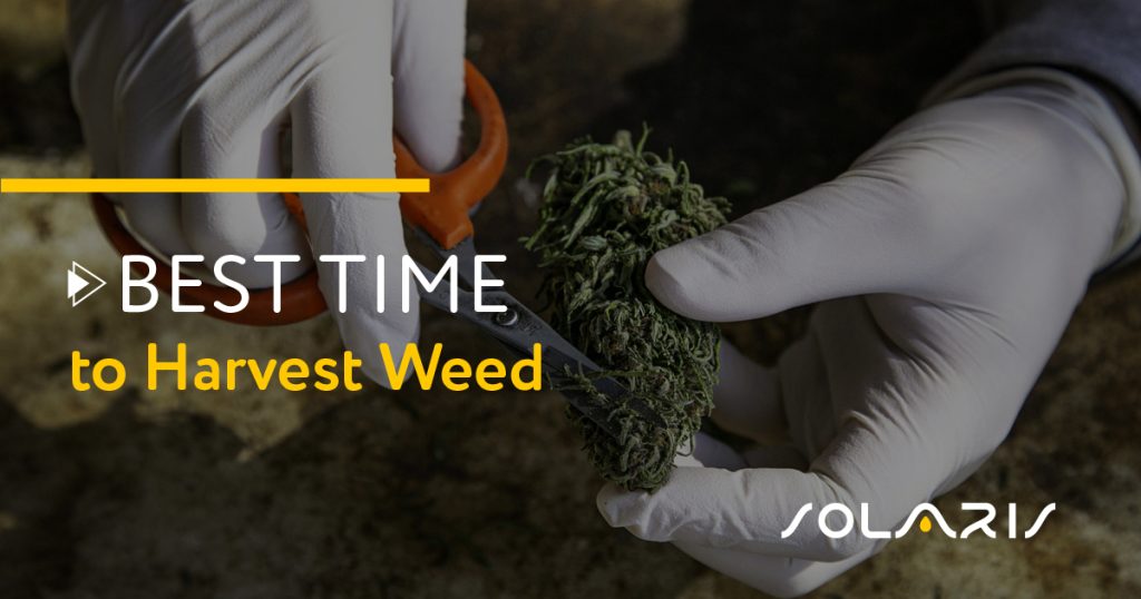 Best Time to Harvest Weed