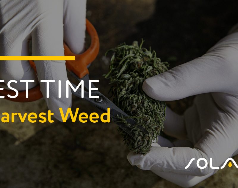 Best Time to Harvest Weed