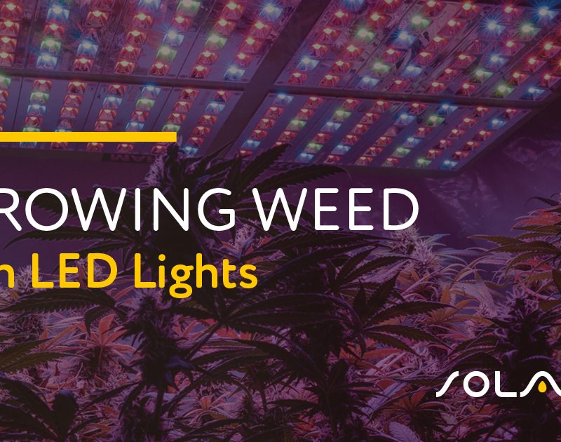Growing Weed With LED Lights