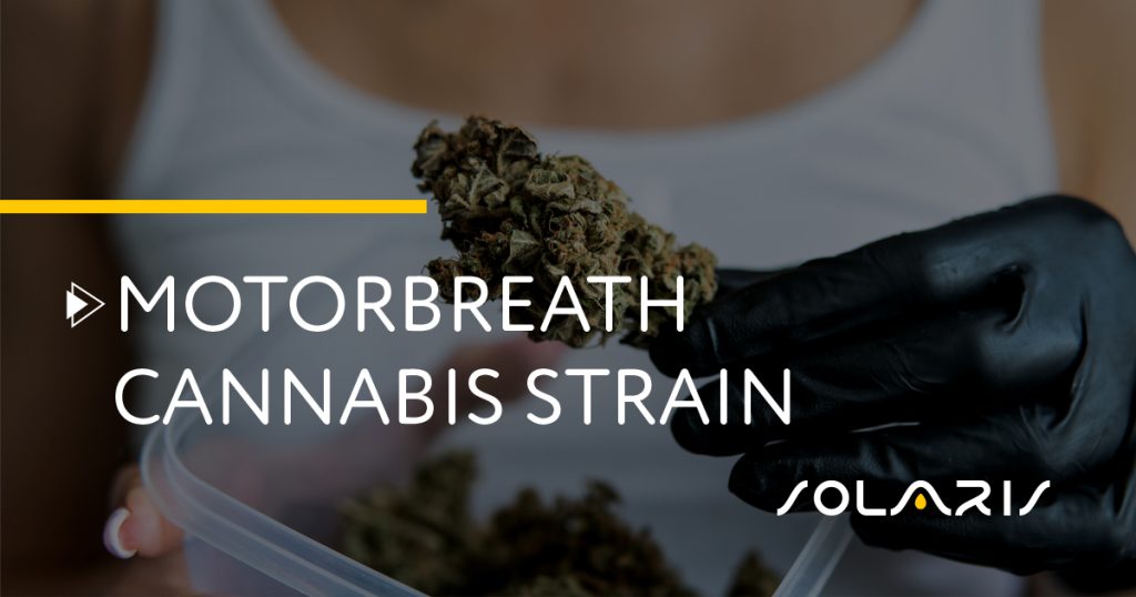 Motorbreath Cannabis Strain