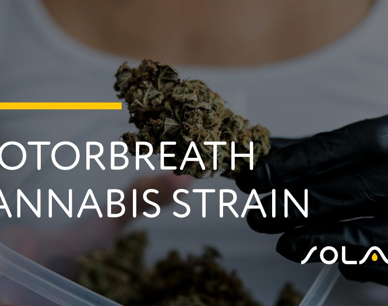 Motorbreath Cannabis Strain