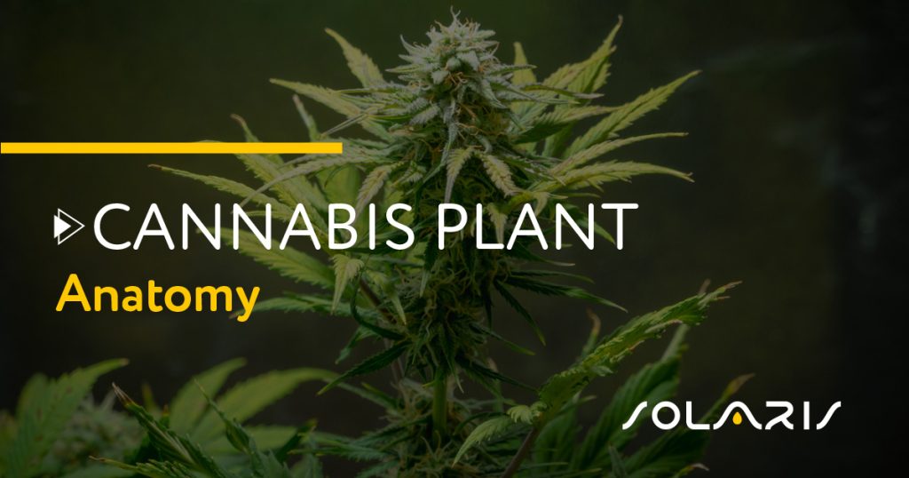 Cannabis Plant Anatomy