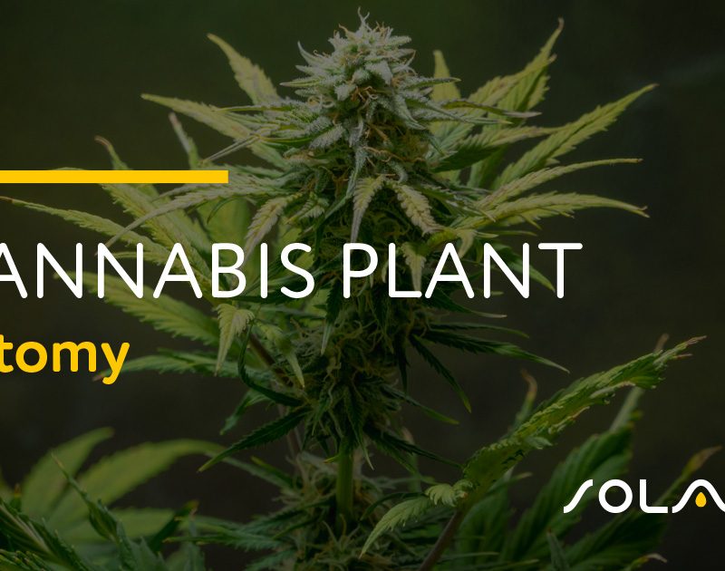 Cannabis Plant Anatomy