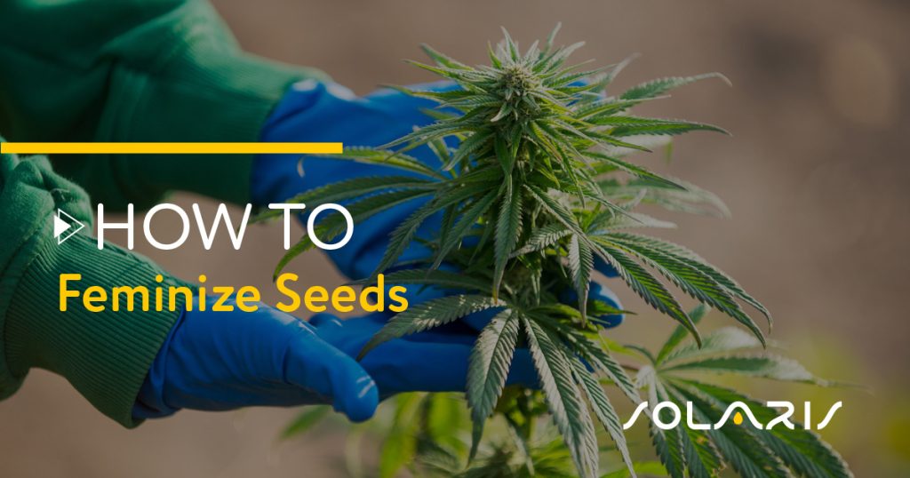 How to Feminize Seeds