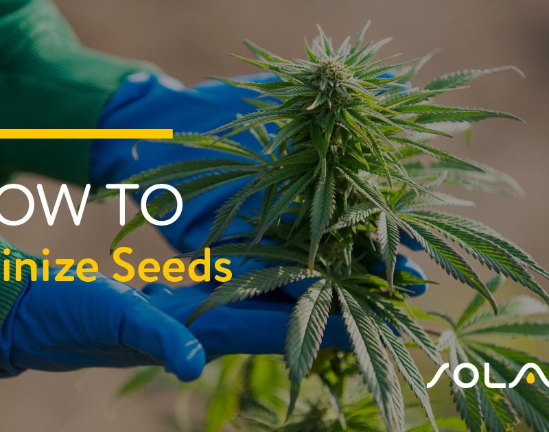 How to Feminize Seeds