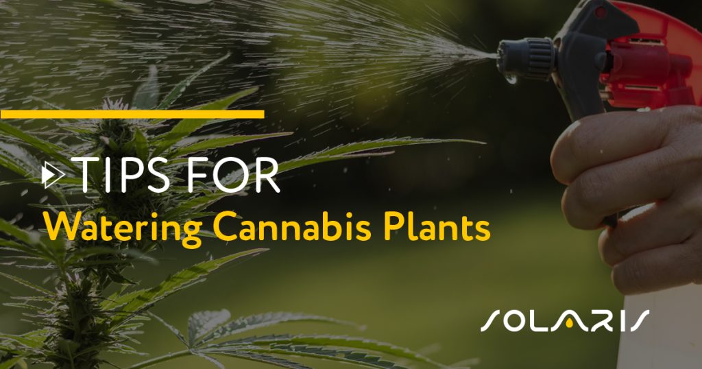 Tips for Watering Cannabis Plants