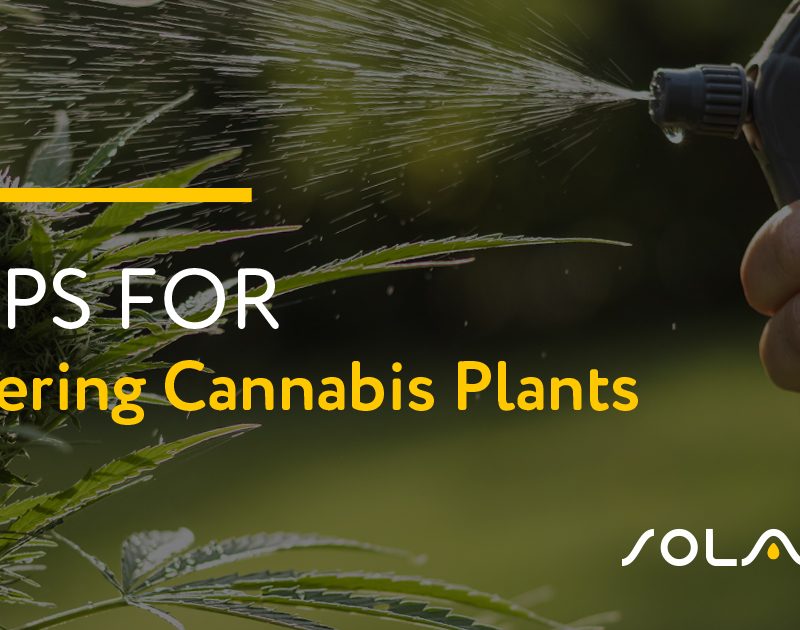 Tips for Watering Cannabis Plants