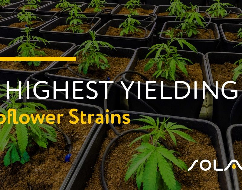 Highest Yielding Autoflower Strains