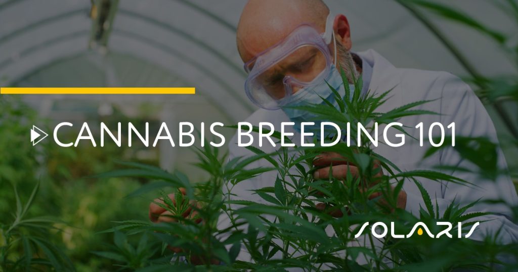 Cannabis Breeding