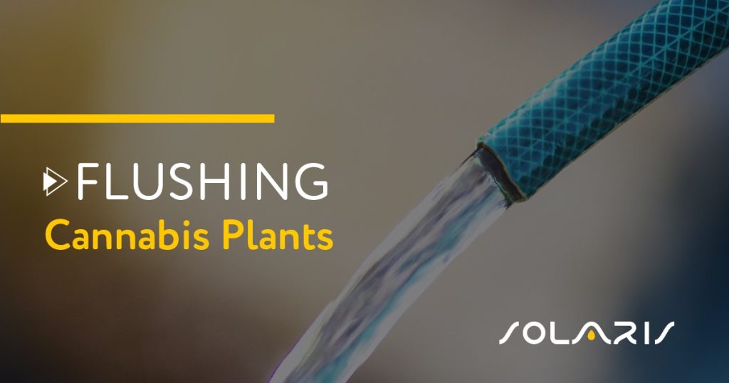 Flushing Cannabis Plants