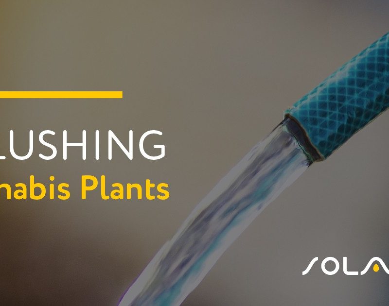 Flushing Cannabis Plants