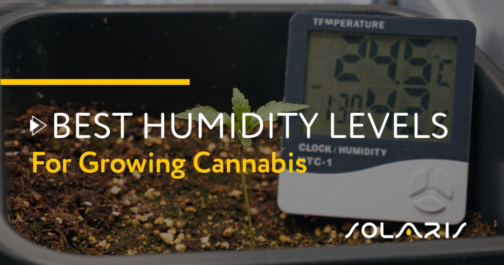 Best Humidity Levels for Growing Cannabis