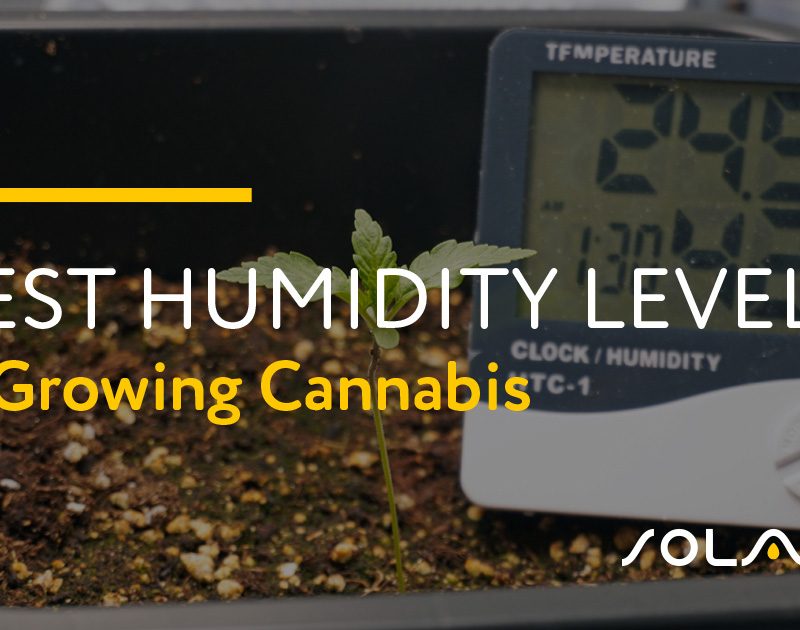 Best Humidity Levels for Growing Cannabis