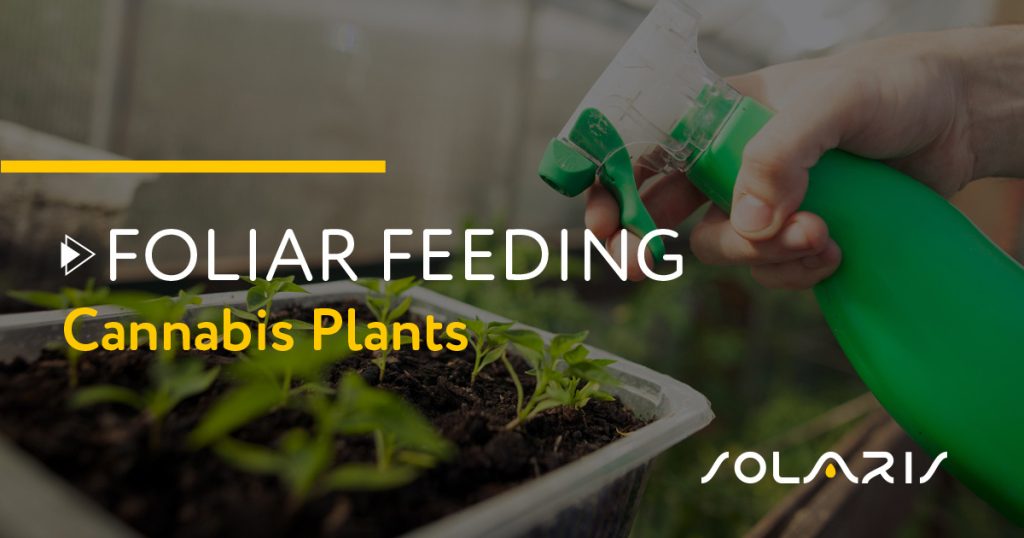 Foliar Feeding Cannabis Plants