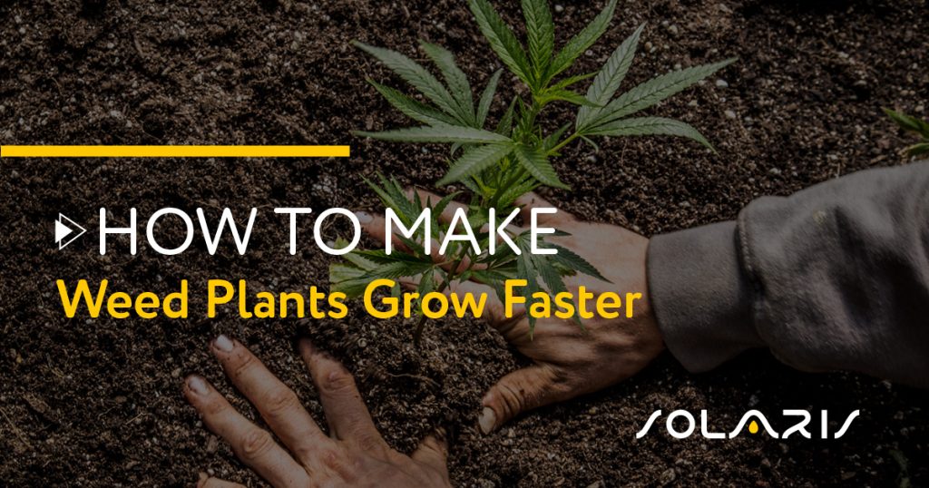 How to Make Weed Plants Grow Faster