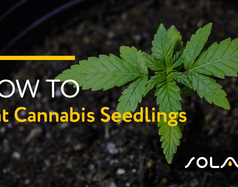 How to Plant Cannabis Seedlings