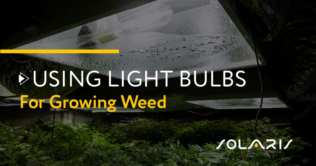 Using Light Bulbs for Growing Weed